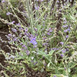 Perovskia 'Bluesette (seed)'