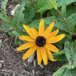 Rudbeckia 'Goldblitz (seed)'