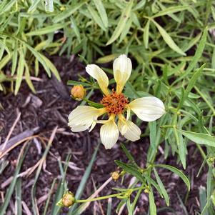 Coreopsis 'Candlelight&trade;'