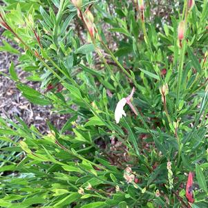 Gaura 'White'