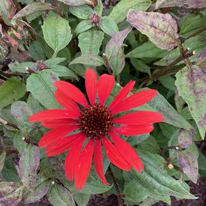 Echinacea 'Panama&trade; Red'