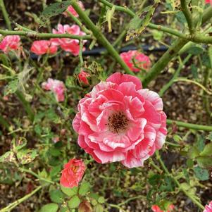 Rose 'True Excitement'
