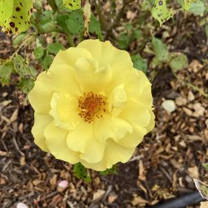 Rose 'True Friendship'