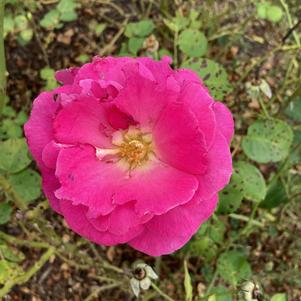Rose 'True Gratitude'