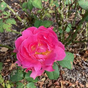 Rose 'True Inspiration'