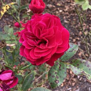 Rose 'True Love'