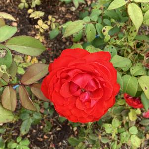 Rose 'True Passion'