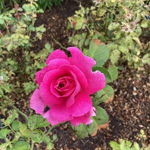 Rose 'True Sincerity'