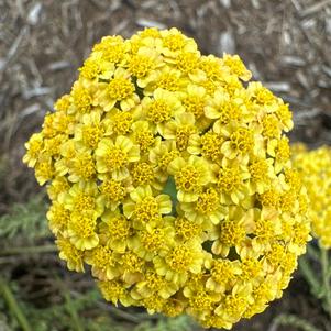 Achillea 'Yellow'