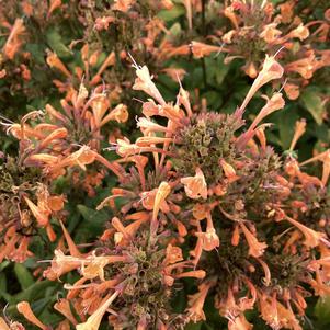 Agastache 'Amber'