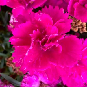 Dianthus 'Melinda'