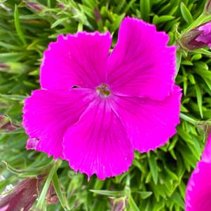 Dianthus 'Rebecca'