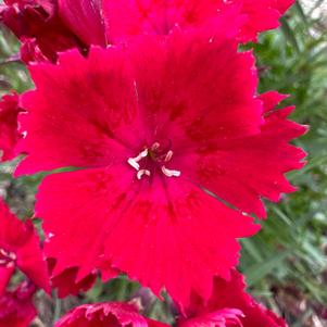 Dianthus 'Tyra'