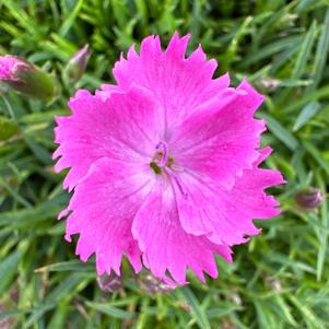 Dianthus 'Vida'
