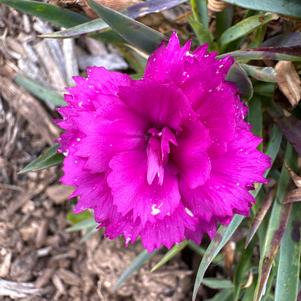 Dianthus 'Hailey'