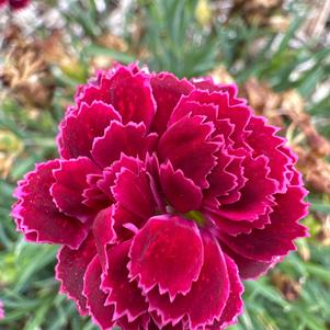 Dianthus 'Riley'