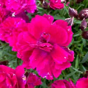 Dianthus 'Tiiu'