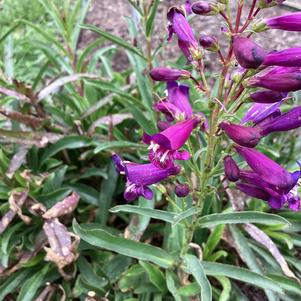 Penstemon 'Nightshade'