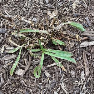 Penstemon 'Primrose'