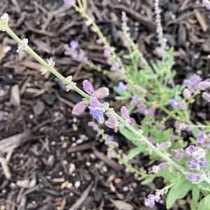 Penstemon 'Princess Pink'