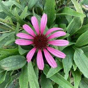 Echinacea 'Lavender'