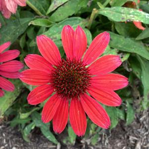 Echinacea 'Ruby'