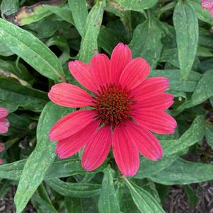 Echinacea 'Red'