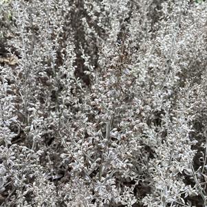Artemesia 'GardenGhost&trade; USPP 33,773'