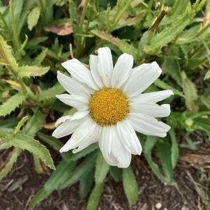 Leucanthemum 'FlowerPower&trade;'
