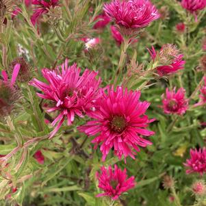 Aster 'Boston'