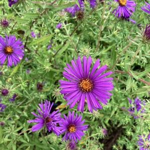 Aster 'Hartford'