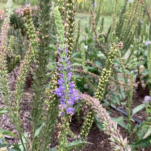 Veronica 'Seaside'