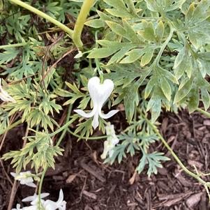 Dicentra 'Titanium PPAF'