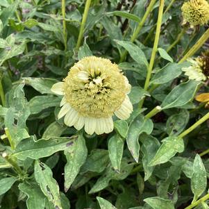 Echinacea 'Sands'