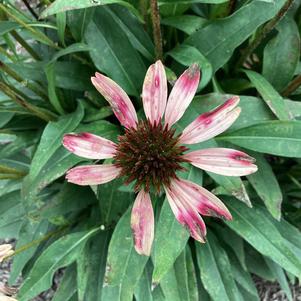 Echinacea 'Mystic PPAF'