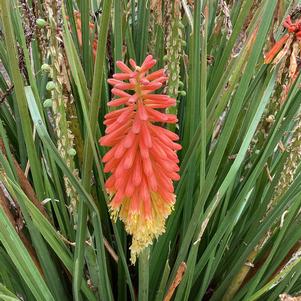 Kniphofia 'Rocket Jr. PPAF'