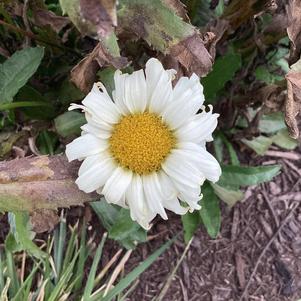 Leucanthemum 'Lemon Meringue PPAF'