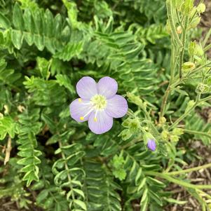 Polemonium 'Hurricane Ridge'