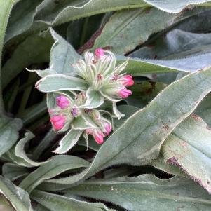 Pulmonaria 'Raspberry Frost PPAF'