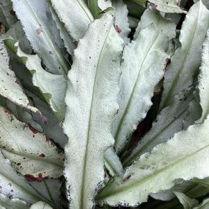 Pulmonaria 'Silver Scimitar PPAF'