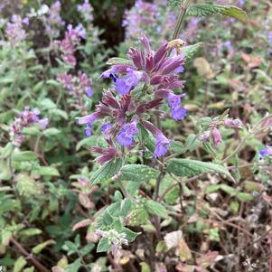 Nepeta 'Summer Magic'