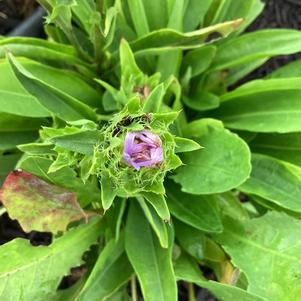 Stokesia 'Mini Mels'