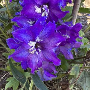 Delphinium 'Blue Fabu'