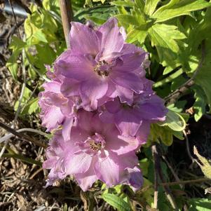 Delphinium 'Chantay'