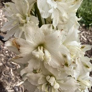 Delphinium 'Neva'