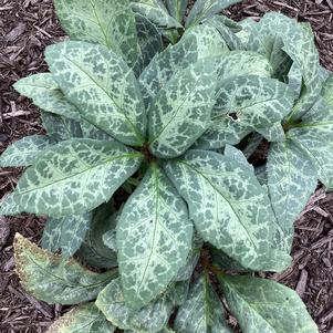 Helleborus '115-238-109'