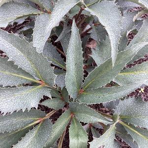 Helleborus '115-238-103'