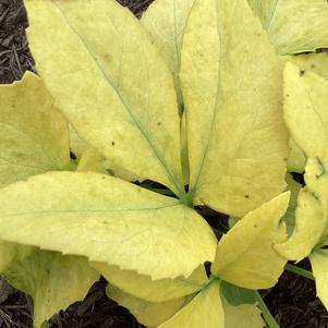 Helleborus '115-238-102'