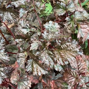 Astilbe 'Dark Side of the Moon PPAF CPBRAF'