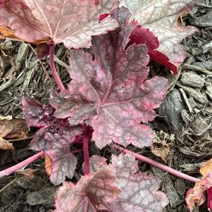 Heuchera 'Frosted Berry PPAF CPBRAF'